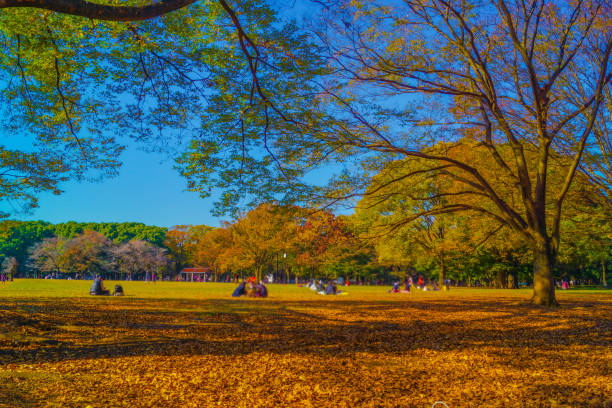 Yoyogi Park, which is covered in autumn leaves