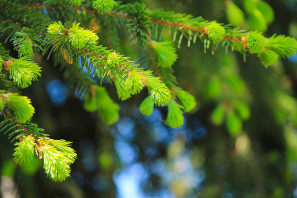 istock young bright green spruce twigs for christmas close up 1292549112