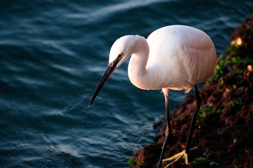 Egret hunting in the coast of Lido of Venice