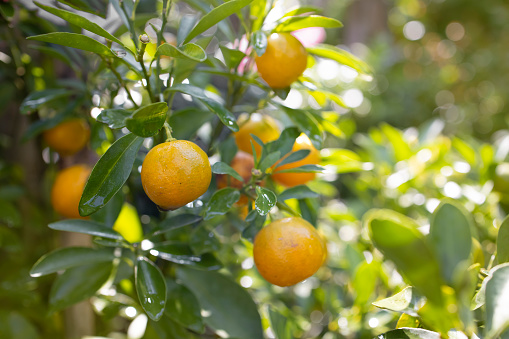 Tangerines on tree branch with sun brightness on sides among green leaves.