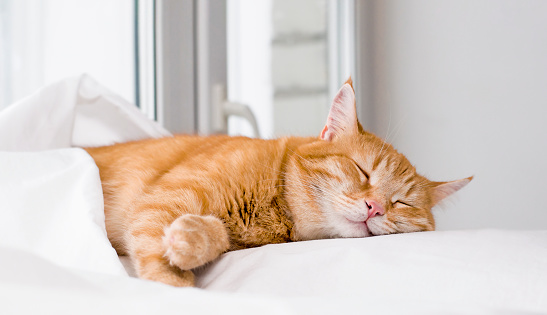 cute ginger cat sleeping on the bed