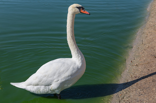 closeup white swan on a lake coast