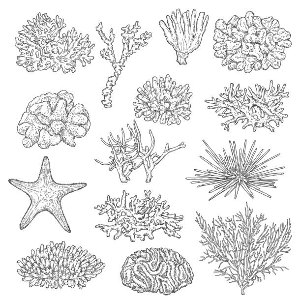 海サンゴコロニーとヒトデのスケッチベクター - cactus spine点のイラスト素材／クリップアート素材／マンガ素材／アイコン素材