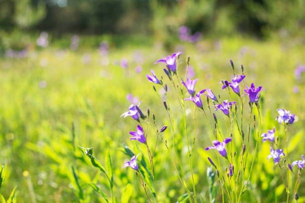 Blossoming bellflower sway with the wind