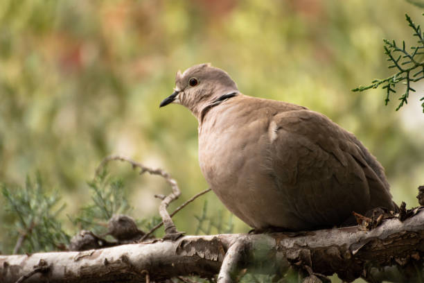 istock Wild pigeon on a tree branch, Triadi, Greece 1292558590