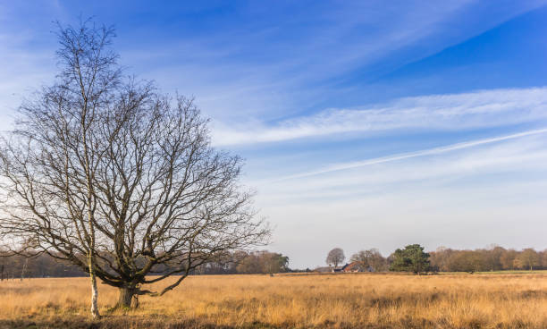 istock Tree on the heather plains of Oudemolen 1292559583