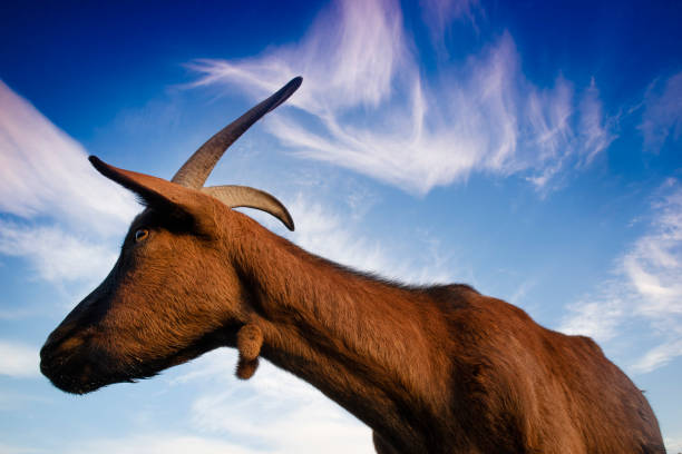 istock Goat photographed with blue sky background 1292559674