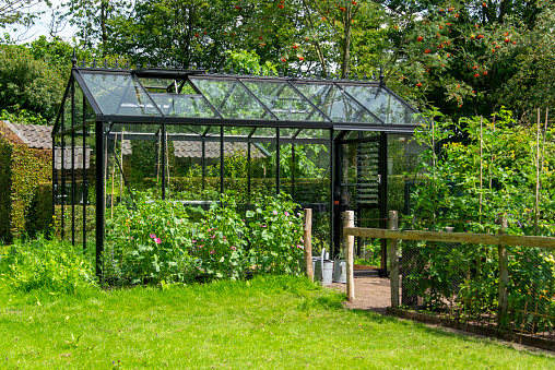 Plant nursery in a vegetable garden.