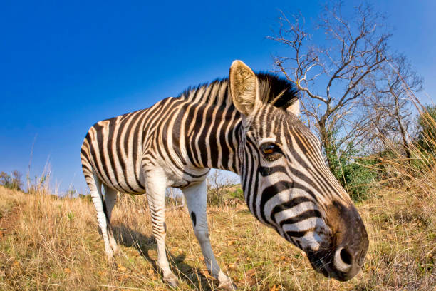 Plains Zebra, Khama Rhino Sanctuary, Botswana