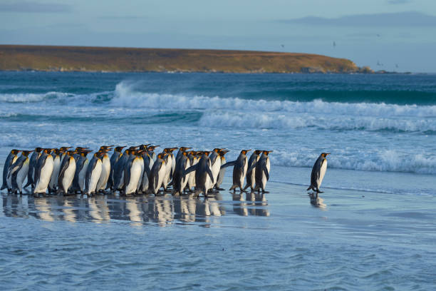 King Penguins heading to sea Group of King Penguins (Aptenodytes patagonicus) enter the sea at Volunteer Point in the Falkland Islands. falkland islands stock pictures, royalty-free photos & images