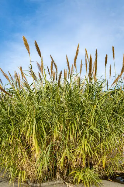 Common reed (Phragmites australis). Thickets of fluffy dry trunks of common reed against background of blue autumn sky. Close-up. Nature concept for design.