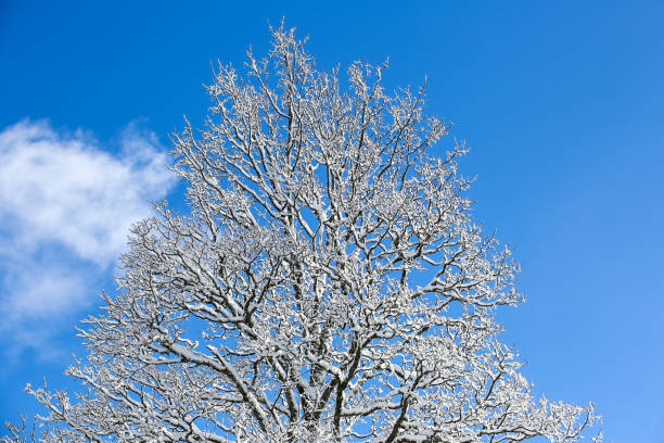 istock winter in the French Alps 1292562119