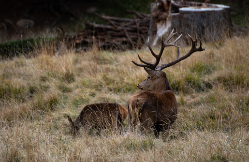 Deers during the mating season
