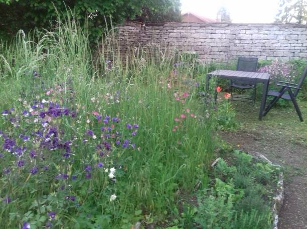 istock Columbine flowers in garden 1292564739