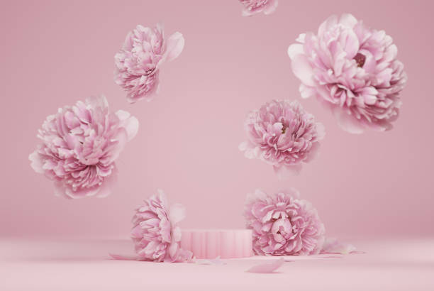 fond rose pastel de fleur de podium d’affichage 3d. fleur de pivoie tombant vers le bas. piédestal minimal de nature pour la beauté, présentation cosmétique de produit. valentine, modèle féminin d’espace de copie 3d rendent - beauty in nature flower flower head blossom photos et images de collection