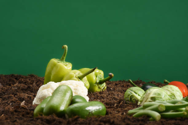 Group of fresh, organic vegetables on the soil background, organic farming, carrot, cheery tomato, pepper, cucumber, broccoli, Brussels sprouts, cauliflower, green beans, green bell pepper