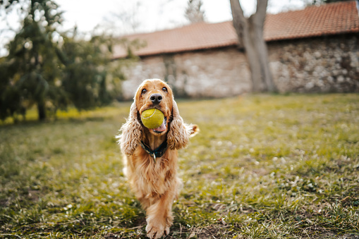 Playful dog playing with ball in park