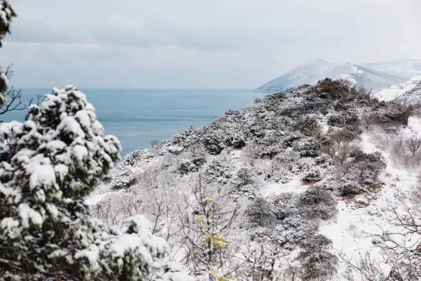 Winter time with snow trees and sea. Snowy cold landscape