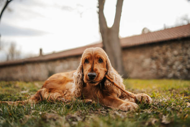 999+ Cocker Spaniel Pictures | Download Free Images on Unsplash