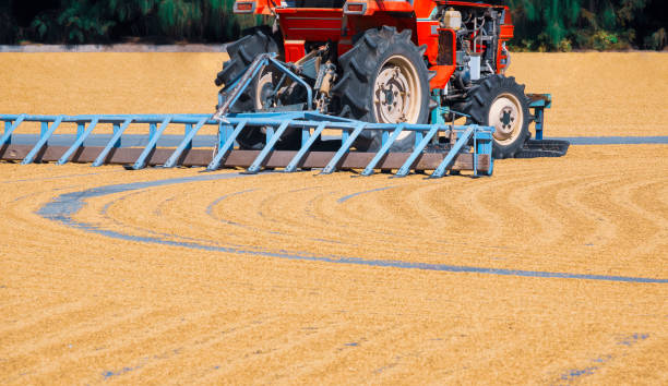istock red tractor is working on grain paddy rice drying courtyard inside of rice mill area 1292568100