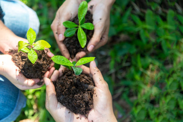 naturaleza ambiental.  las personas trabajan en equipo sosteniendo plantas jóvenes en el parque natural y ven etapas de crecimiento de plantas y semillas para reducir el calentamiento global y cuidar la planta. concepto de ecología. - growth new life seedling child fotografías e imágenes de stock