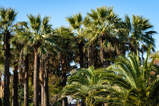 Washingtonia filifera palm, commonly known as California Fan Palm, dominates date palms (Phoenix canariensis). Cooperative park near Sochi seaport. Washingtonia filifera palm tree against blue sky.