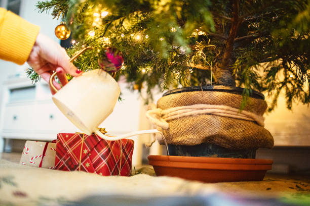 Female hands water a potted Christmas tree stock photo