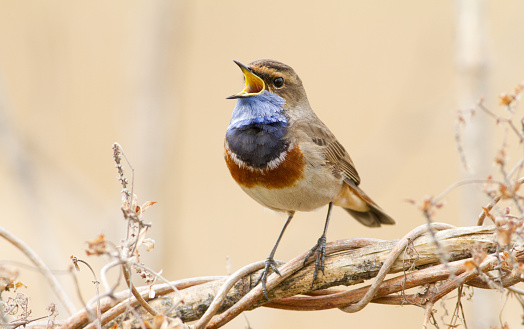 Luscinia svecica, Bluethroat sings at sunrise by the river