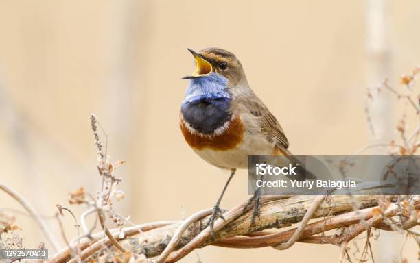 Luscinia Svecica Bluethroat Sings At Sunrise By The River Stock Photo - Download Image Now