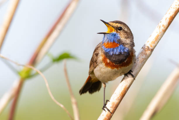 Bluethroat, Luscinia svecica. Very beautiful songbird. Bluethroat is singing in the morning by the river Bluethroat, Luscinia svecica. Very beautiful songbird. Bluethroat is singing in the morning by the river birdsong photos stock pictures, royalty-free photos & images