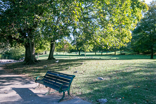 Bench covered with moss. Abandoned bench surrounded by grass. Abandoned park.