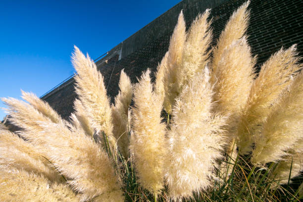 Pampas Grass (Cortaderia selloana) in Brighton, England