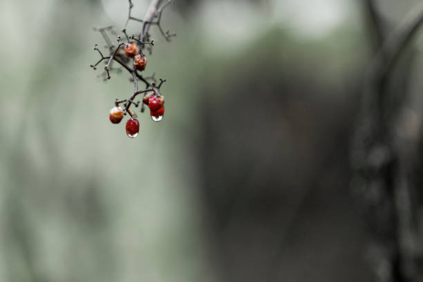 Rowan branch with several red berries in the rain with falling drops. Macro shot with blurry background, dreary mood.