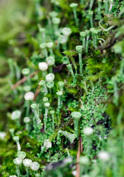 istock Beautiful moss and lichen cladonia chlorophaea 1292572627
