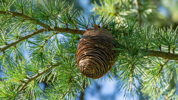 Close-up of ripe brown cone and green needles of Himalayan cedar (Cedrus Deodara, Deodar) growing in resort city center of Sochi. Beautiful natural green background with copy space for any design Close-up of ripe brown cone and green needles of Himalayan cedar (Cedrus Deodara, Deodar) growing in resort city center of Sochi. Beautiful natural green background with copy space for any design cedrus deodara stock pictures, royalty-free photos & images