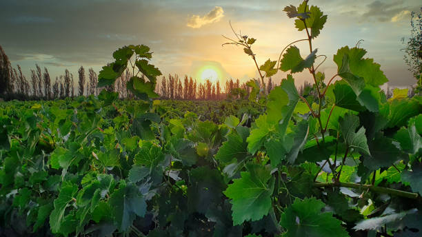 uva verde de la vid de la remos en los viñedos de champán en montagne de reims - napa grape vineyard vine fotografías e imágenes de stock