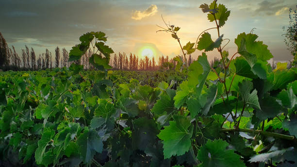 モンターニュ・ド・ランスのシャンパンブドウ園のロウブドウグリーンブドウ - vinery ストックフォトと画像