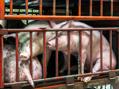 close up of a pigs face on a truck, behind bars