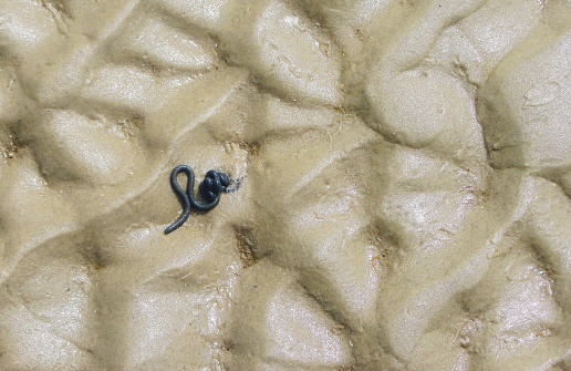 Watt Worm on sandy Beach