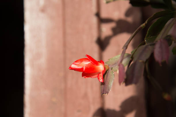 Bud of red Schlumberger in the bright autumn sun