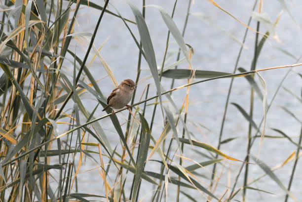 Sparrows sit on the stalks of reeds stock photo