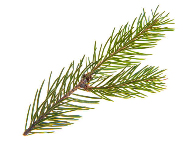 istock Christmas tree, fir tree, spruce branch with needles isolated on white background. Coniferous branches. Top view, flatlay. Macro, closeup. 1292578143