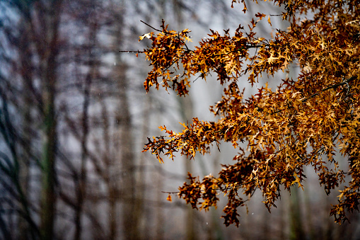 Photo of foliage orange leafs on tree branches in the woods