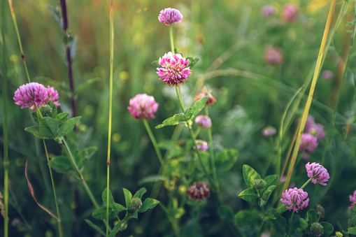 pink meadow clover