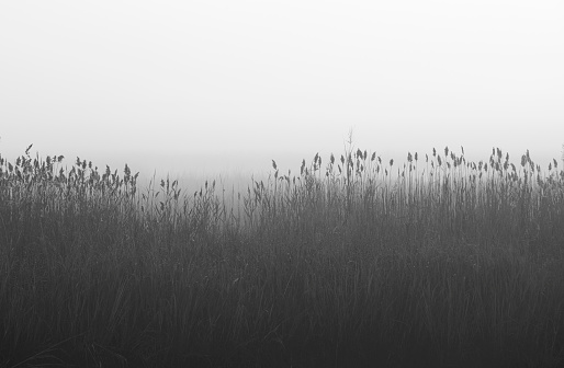 Grasses in fog, Bombay Hook National Wildlife Refuge, Delaware, USA