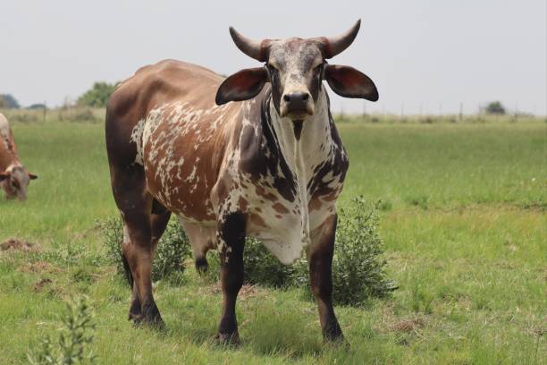 brahman krzyż nguni byka. - bydło zebu zdjęcia i obrazy z banku zdjęć