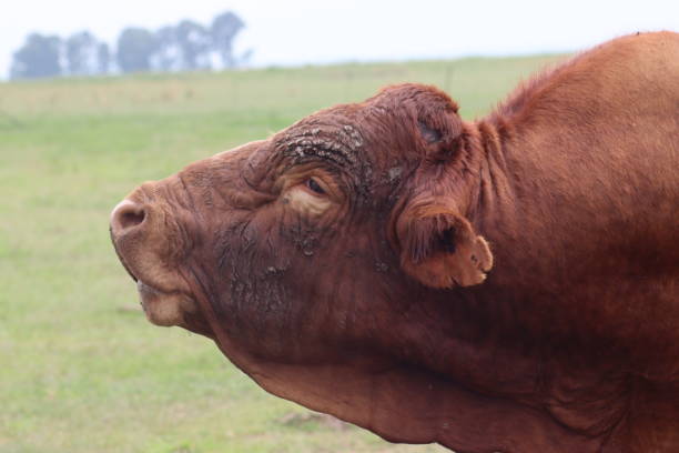istock An old bull braying. 1292580684