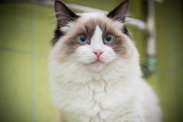 istock Young beautiful purebred Ragdoll cat at home 1292581977