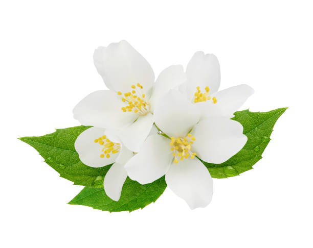 istock Jasmine flowers with leaves isolated on white background 1292583903