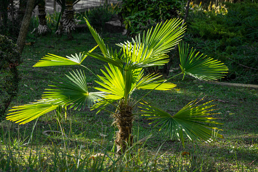 Crown of palm trees in the sunlight.